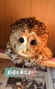飼い主と触れ合うフクロウが可愛すぎる！まさかの行動にコメント欄「本当に面白い！」の声