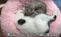 まったりラブラブな猫ちゃん達に胸キュン！愛らしい寝姿に笑みがこぼれる