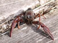 道を歩いていると「突然立ち塞がってきた」ザリガニ　ゴールキーパーのような姿に笑ってしまう
