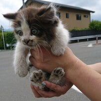 親猫とはぐれ一匹で鳴いていた保護猫　家族になり「フサフサ」に成長した姿に感動