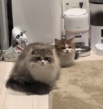 【癒し】ご飯の30分前から待機する兄妹猫ちゃん……健気な姿に「ずっと見てられる」の声