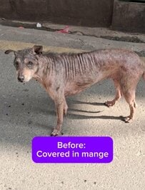 路上で必死に生きる「重度の疥癬に苦しむ犬」を救助　「驚くほどの回復」を遂げた姿に感動