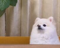 犬に「ヨーグルトをご注文のお客様」と聞くと…　まさかの「お返事」に1万件のいいね