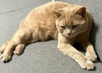 コロンと丸い猫ちゃんが直立すると→同じ猫とは思えない伸びっぷりに笑ってしまう