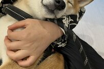 ドッグランで元気に走り回った柴犬　飼い主が帰宅後に撮影した「疲れて熟睡する様子」がかわいい