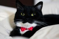 小さな人形を抱っこして眠る猫ちゃん　安心した顔で眠る様子に「史上最高に可愛い」