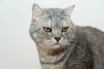 【4月分から年金は実質減額】厚生年金と国民年金「平均受給額」はいくらだった？