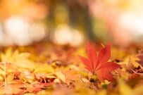 【障害者手帳は3種類】「身体障害者手帳」の所持者は約478万人、最も多い障がいとは？