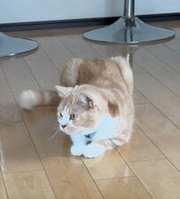 猫にドッキリを仕掛けてみると→まさかの反応に思わずニッコリ「驚いた姿が可愛すぎる」