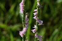 外に咲いていた「ネジにそっくりな花」が美しい　独特な咲き方に「子どものころよく見た気がする」