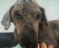 全身が泥だらけで瀕死の状態だった犬→レスキュー後に元気を取り戻すも…涙の結末に「幸せな日々を送れてよかった」