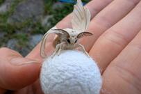 シルクの原料となる蚕が話題　貴重な成虫の姿に「モスラだ」「ポケモンみたい」