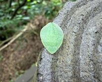 木の上で見つけた「葉っぱ」をひっくり返したら…判明した正体に「びっくり」「かわいい」の声