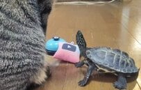 【爆笑】同居猫への愛が深すぎるカメの不思議な行動に思わず二度見「もはや仙人クラス」