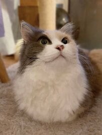 前足どこ行った？ 完璧すぎる香箱フォルムに「指ズボってしたくなる」