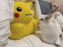 チンチラが「ピカチュウと握手」する様子にほっこり　仲良しな姿にほのぼの