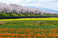 富山の民泊で予約サイト掲載用の客室を撮影　堂々とフレームインする「看板猫」に5.7万いいね