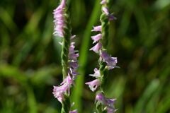 外に咲いていた「ネジにそっくりな花」が美しい　独特な咲き方に「子どものころよく見た気がする」