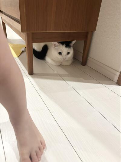 家具の下で「避難訓練」？