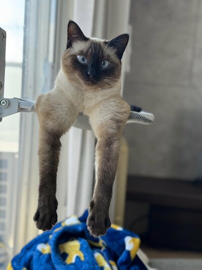 屈強なボディを持つ猫