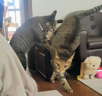 もなちゃんを「急襲」した小雪ちゃんですが二人は仲良し