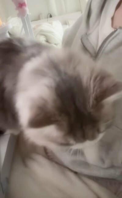 作戦変更？！方向転換するるるちゃん