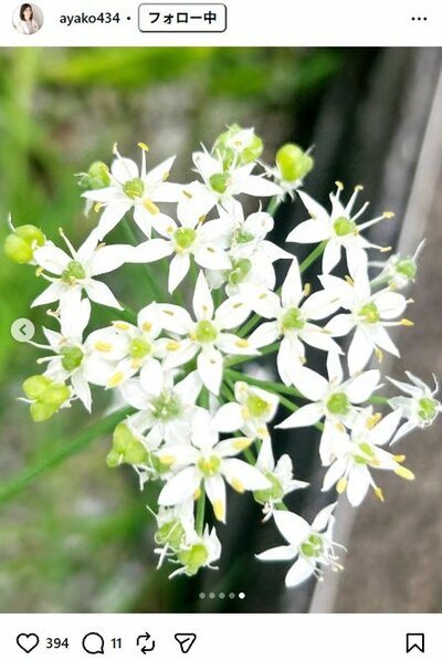 小林綾子のInstagram投稿（ニラの花）