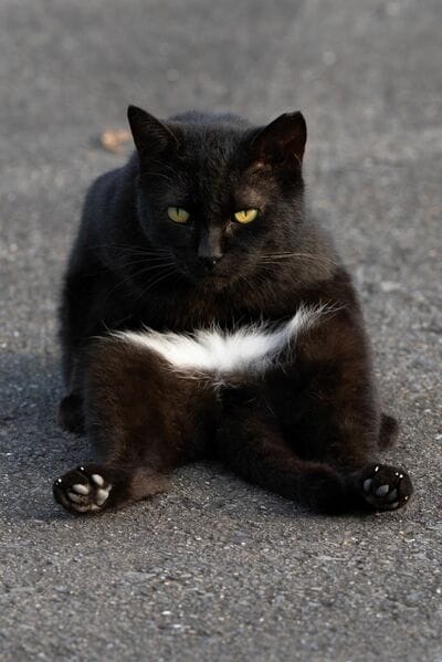 独特の柄がかわいい猫さん