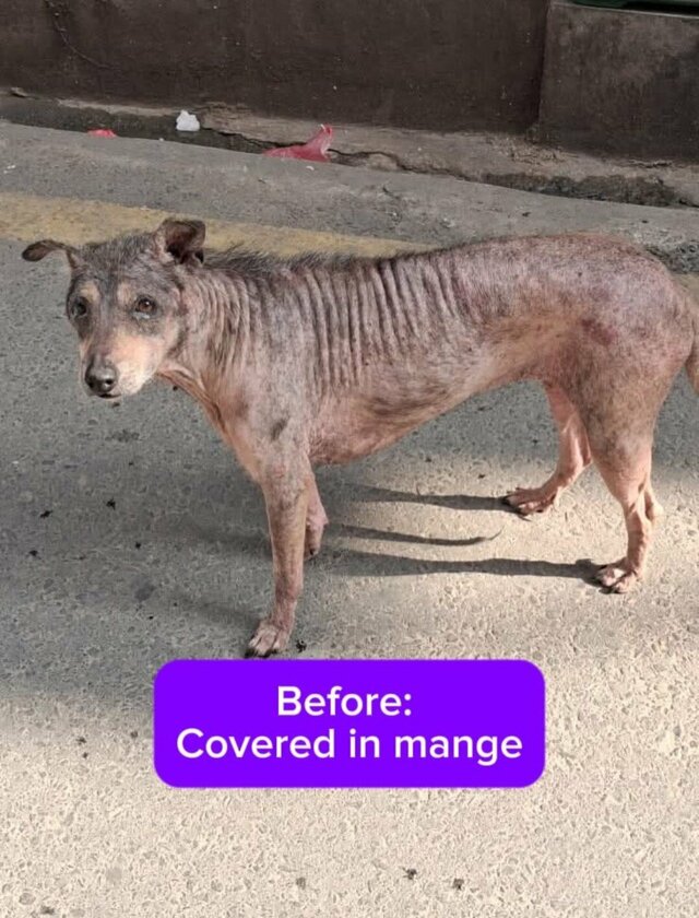 路上で必死に生きる「重度の疥癬に苦しむ犬」を救助　「驚くほどの回復」を遂げた姿に感動