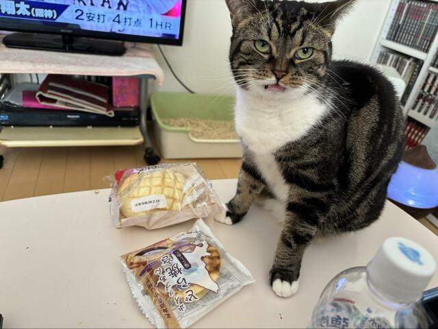 「めっちゃ嫌がらせするやん」菓子パンの前で悪い顔をする猫　まさかの行動に思わず笑ってしまう