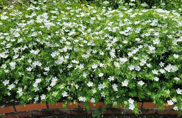 2株でわが家の花壇いっぱいに！ 植えてよかった多年草「フウロソウ（ゲラニウム）」はグランドカバーにもおすすめです！