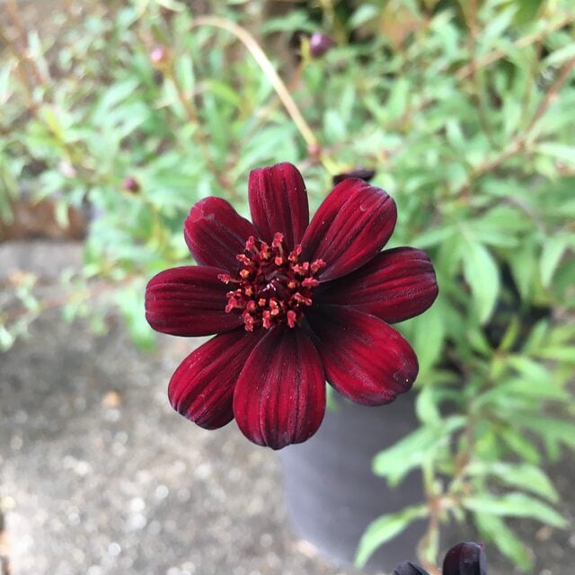いまが植えどき！初夏から秋まで長く咲く〈いい香りの花〉3選。「爽やかなミント」に「チョコレート」や「バニラ」香る花たちです！
