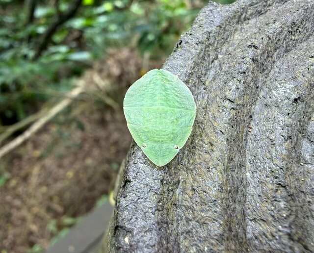 木の上で見つけた「葉っぱ」をひっくり返したら…判明した正体に「びっくり」「かわいい」の声