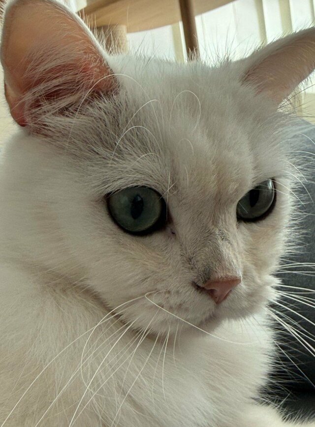 絶対渡さニャい！人間のようなポーズでスマホを死守する猫の姿に笑ってしまう