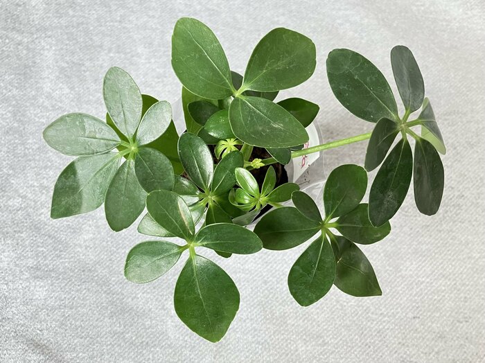 中心部分をよく見ると、若葉の姿も！