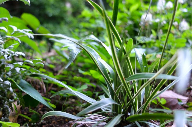 神戸の半日陰の庭で育てている常緑多年草5つを紹介します