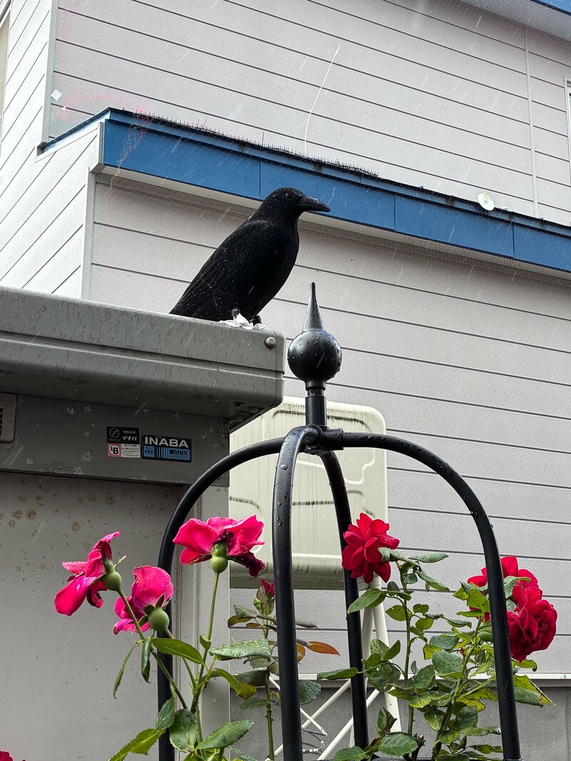 「カラスの模型」でベランダのハト対策をしたはずが… 「ハトの大胆な行動」に笑ってしまう