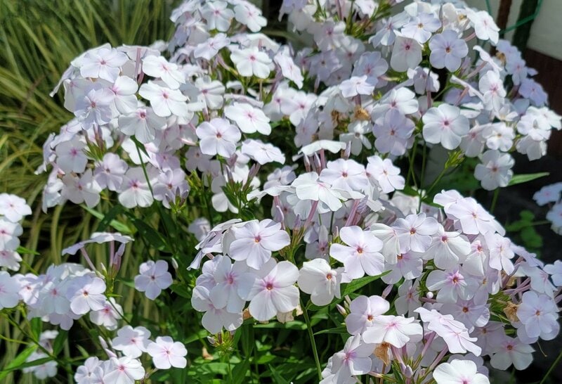 ローメンテな庭づくりの味方！春から秋まで長く咲き続ける《頼もしい多年草》3選。園芸歴25年の私の庭とともにコツを紹介！
