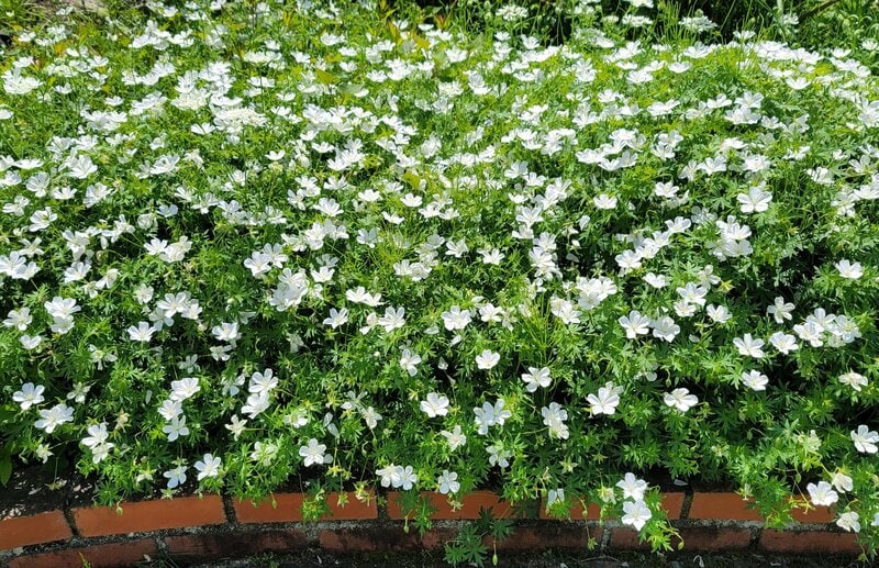 2株でわが家の花壇いっぱいに！ 植えてよかった多年草「フウロソウ（ゲラニウム）」はグランドカバーにもおすすめです！