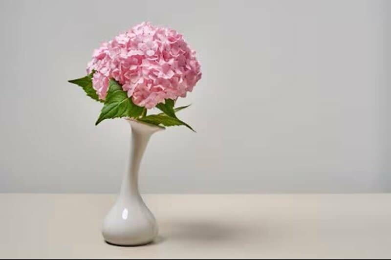 栗原はるみ ドイツ「カイザー」の水差しに活ける紫陽花の写真を投稿「アンティーク色の紫陽花が綺麗」「とっても美しいです」と反響。夏野菜も実を付け始め…夏の風情を感じる庭も紹介。