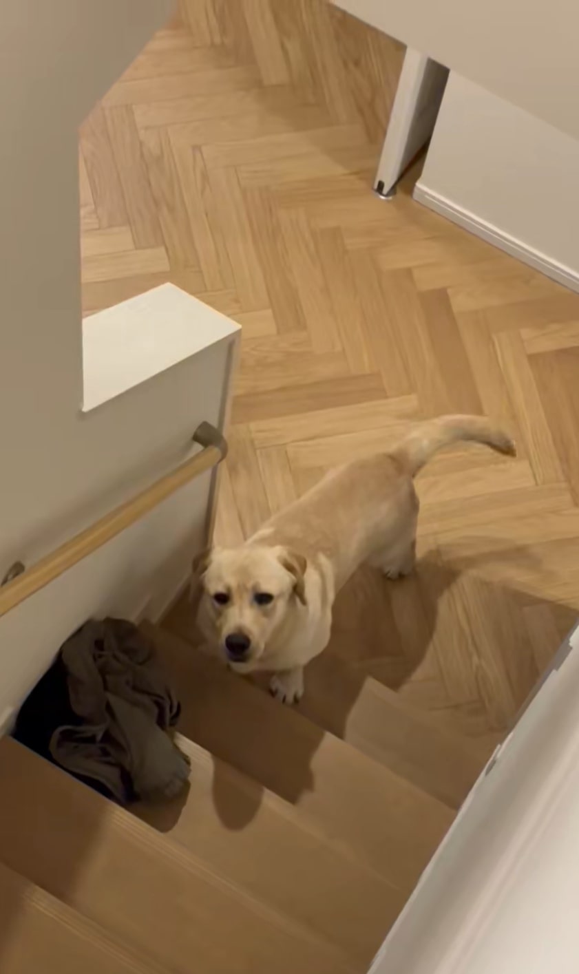 出所：@yokozuna_lab