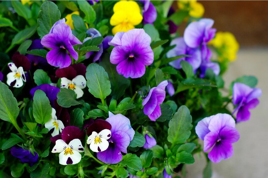 Salomea/Shutterstock.com