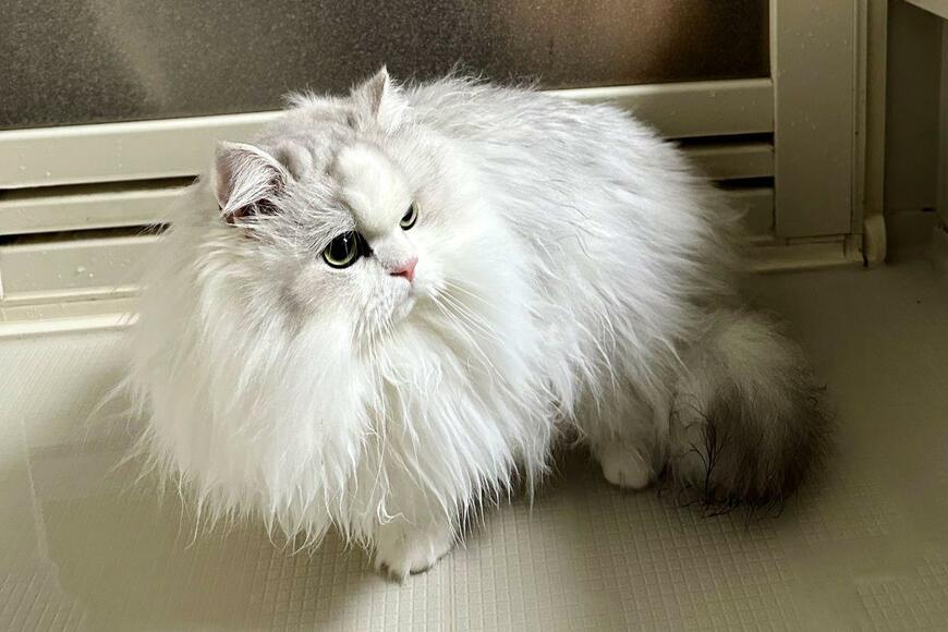 出所：@NEKOLAND13