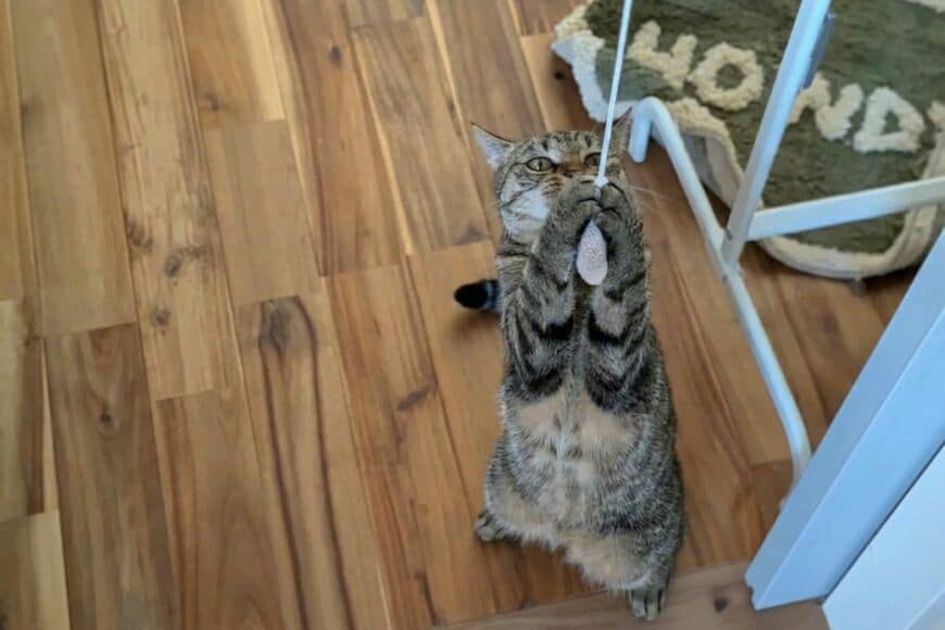 「引っ張ったり跳ねたりしながら、猫が飽きずに遊べます」