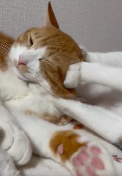 出所：@Neko2Obasan