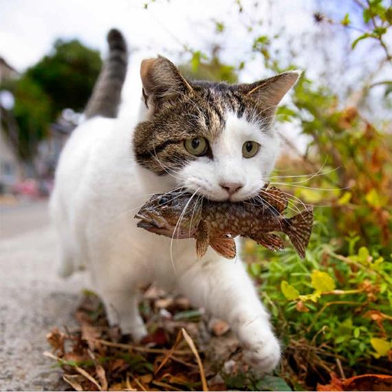 出所：辰巳出版株式会社『必死なネコがかわいすぎる 毎年人気の『必死すぎるネコカレンダー』が今年も発売』