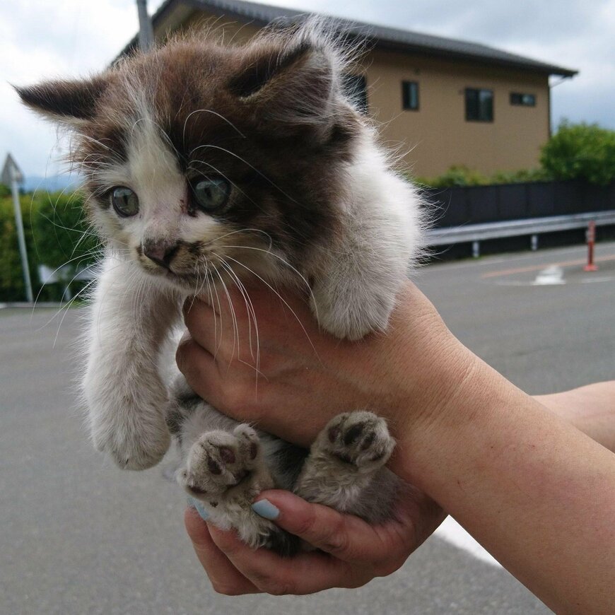 親猫とはぐれ一匹で鳴いていた保護猫　家族になり「フサフサ」に成長した姿に感動