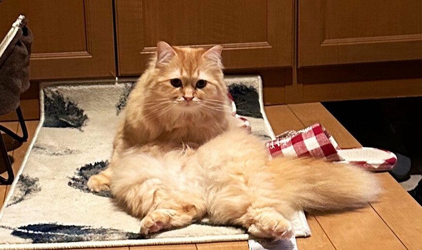 出所：@NEKOLAND13