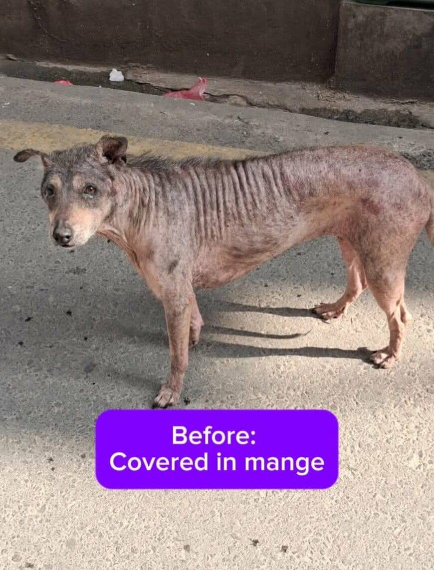 路上で必死に生きる「重度の疥癬に苦しむ犬」を救助　「驚くほどの回復」を遂げた姿に感動
