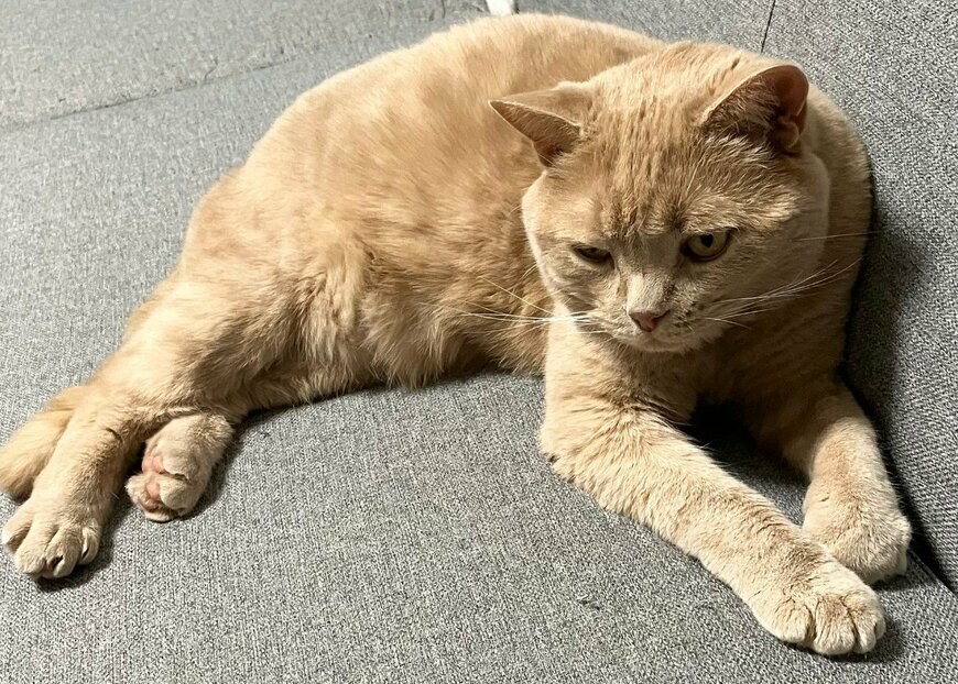 コロンと丸い猫ちゃんが直立すると→同じ猫とは思えない伸びっぷりに笑ってしまう